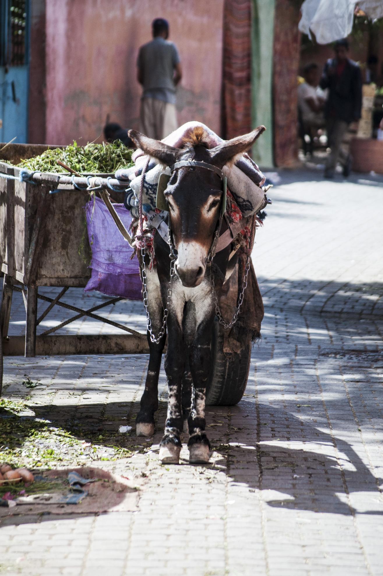 marrakech 2