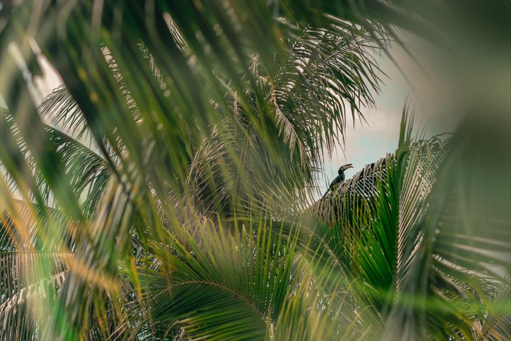 hornbill at koyao island resort