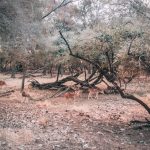 Safari in Ranthambore